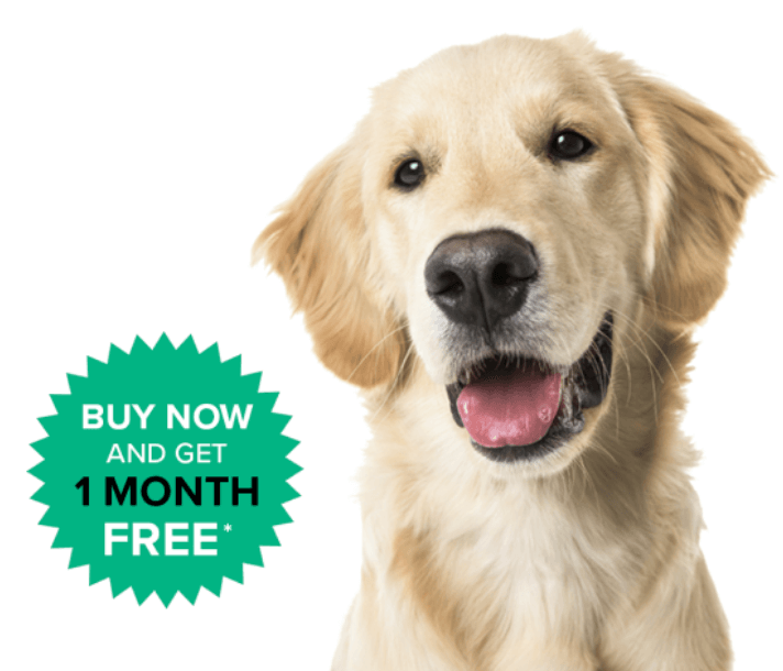 Pet insurance promotion: buy now and get 1 month free