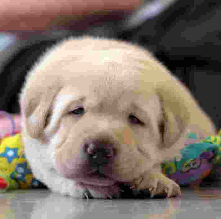 A yellow Labrador puppy lies sleepily amid some toys