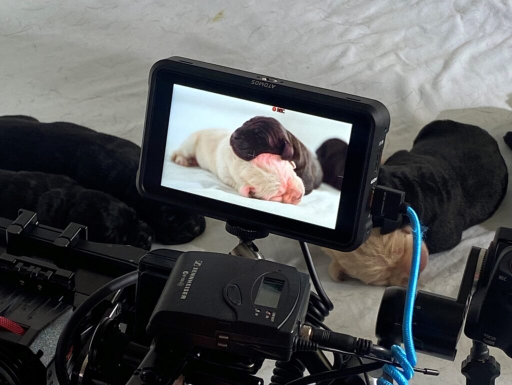 A camera filming 2 puppies sleeping