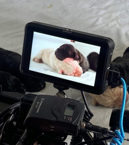 Guide Dogs Australia and WTFN to launch new online series ‘Born to Lead’