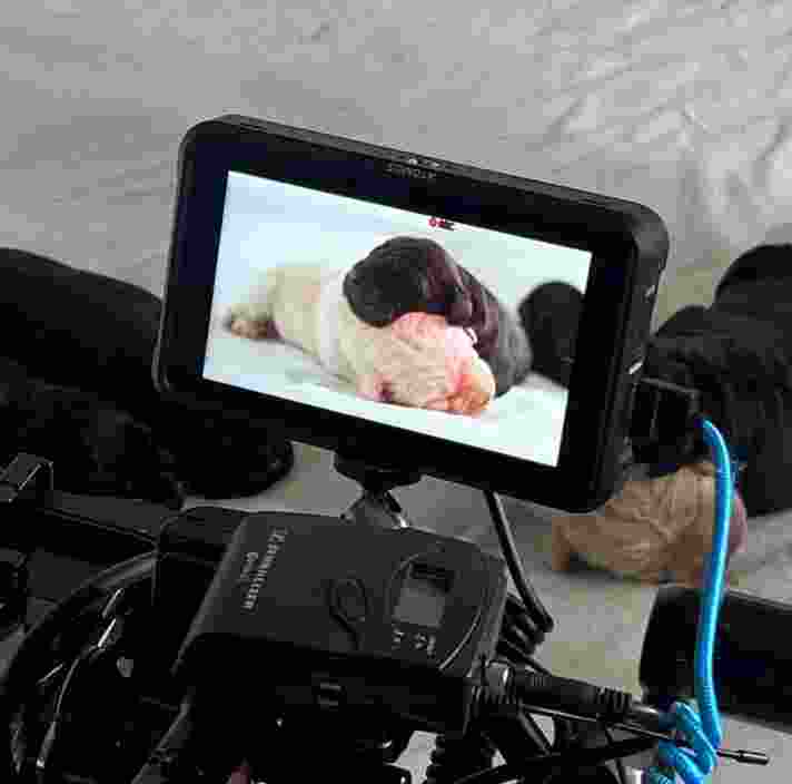 A camera filming 2 puppies sleeping