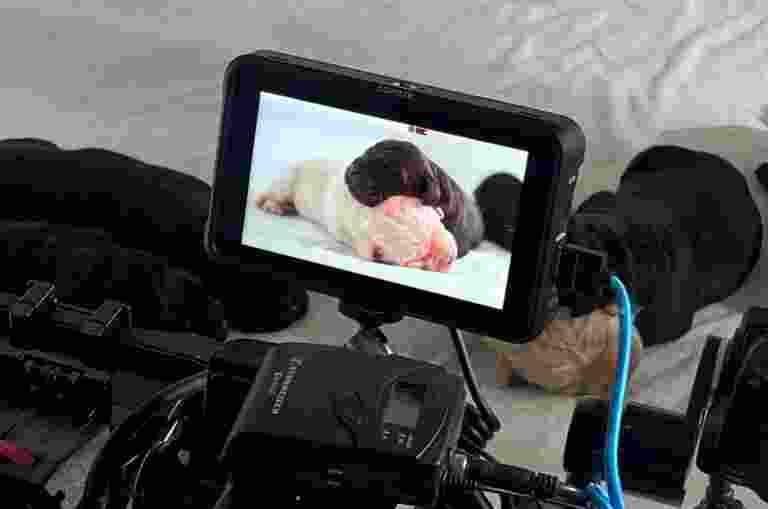 A camera filming 2 puppies sleeping