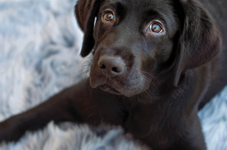 Guide Dog Tales Winter 2022