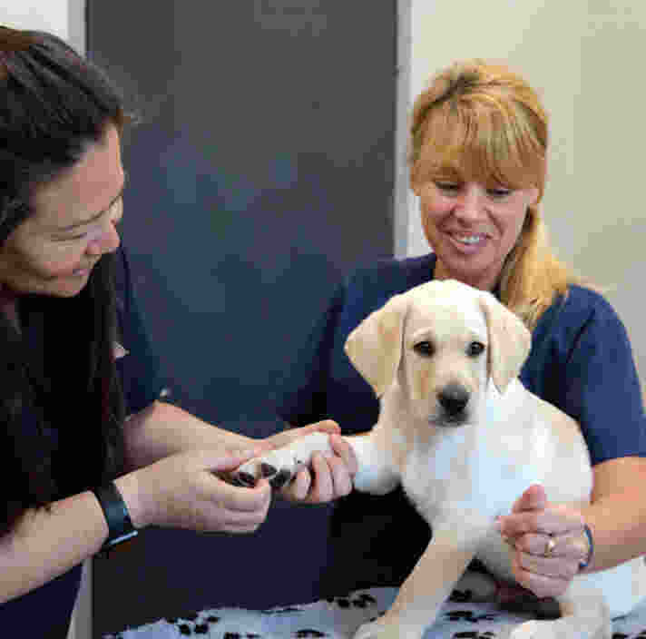 A young yellow Labrador is being checked for ticks by two vets. One of the vets is holding the puppy’s paw