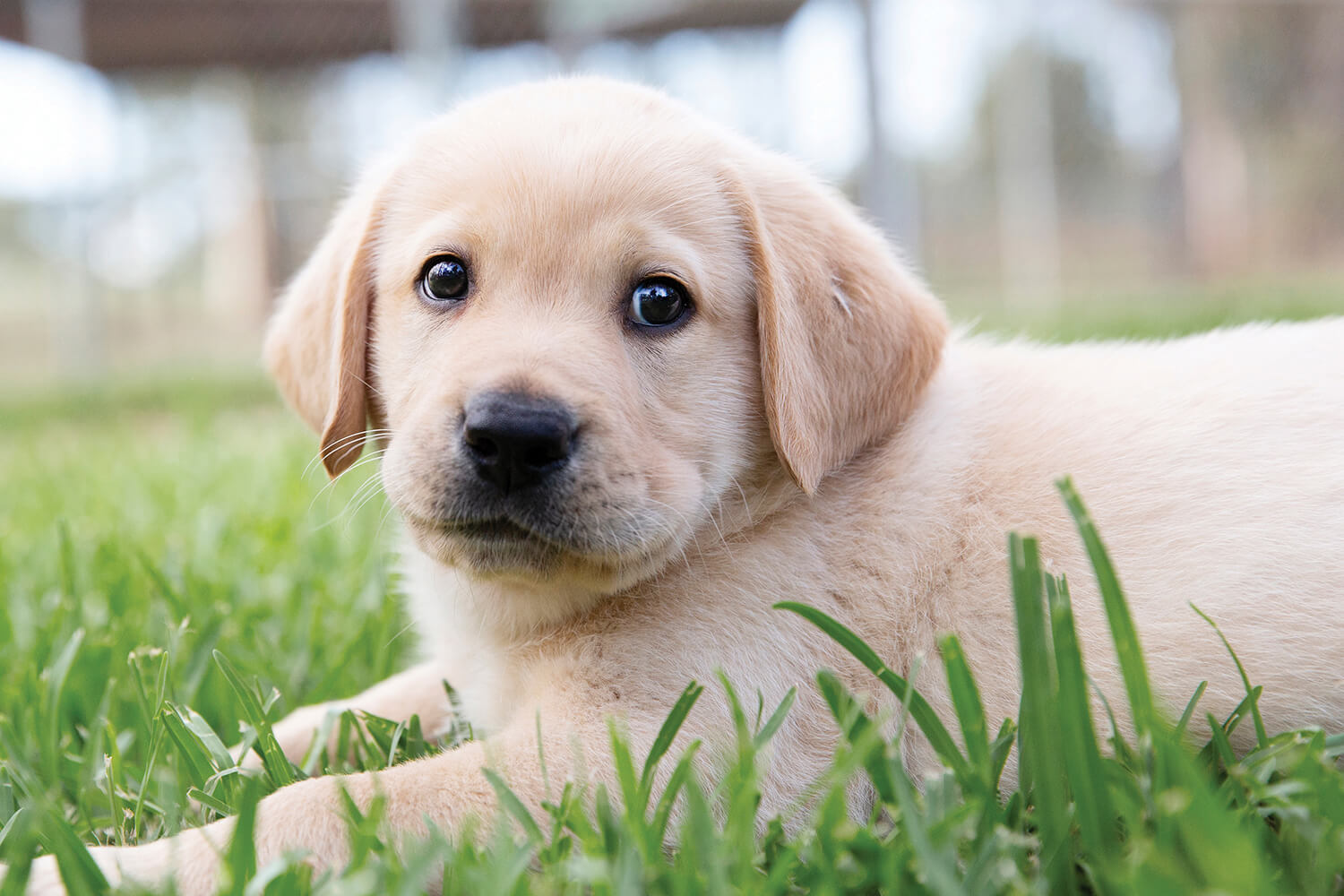 A yellow labrador puppy lying in the grass