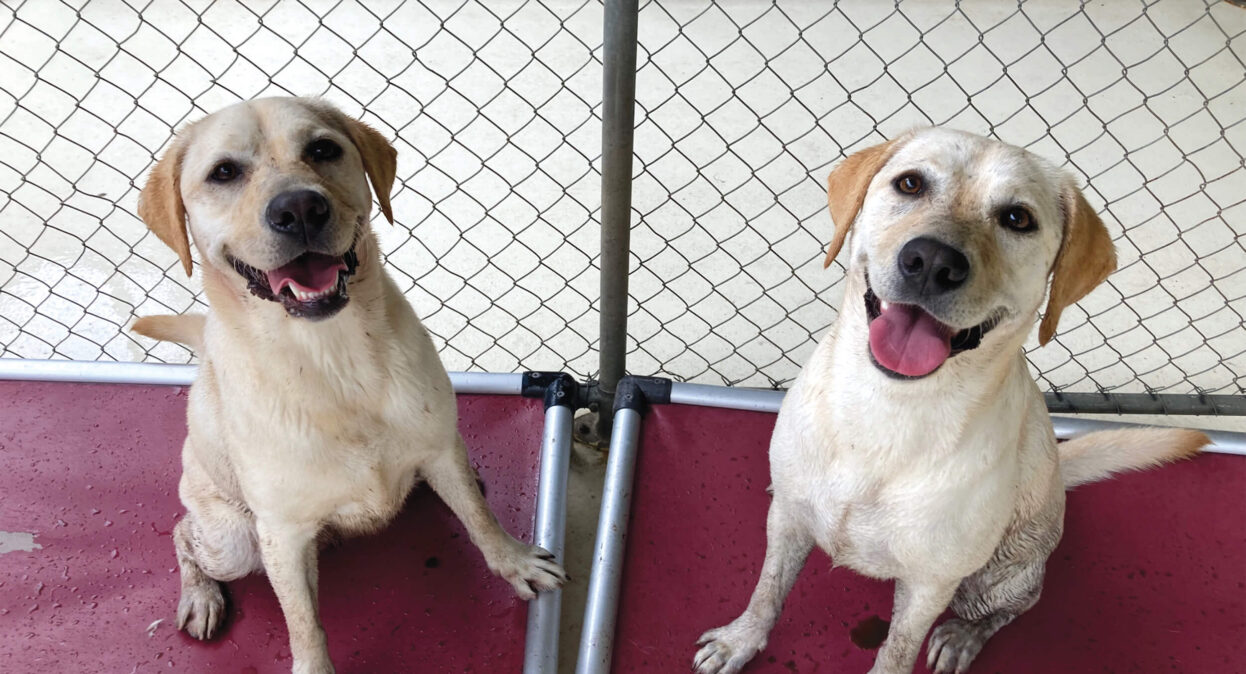 Two muddy yellow Labradors sitting on their beds inside the Guide Dog Centre