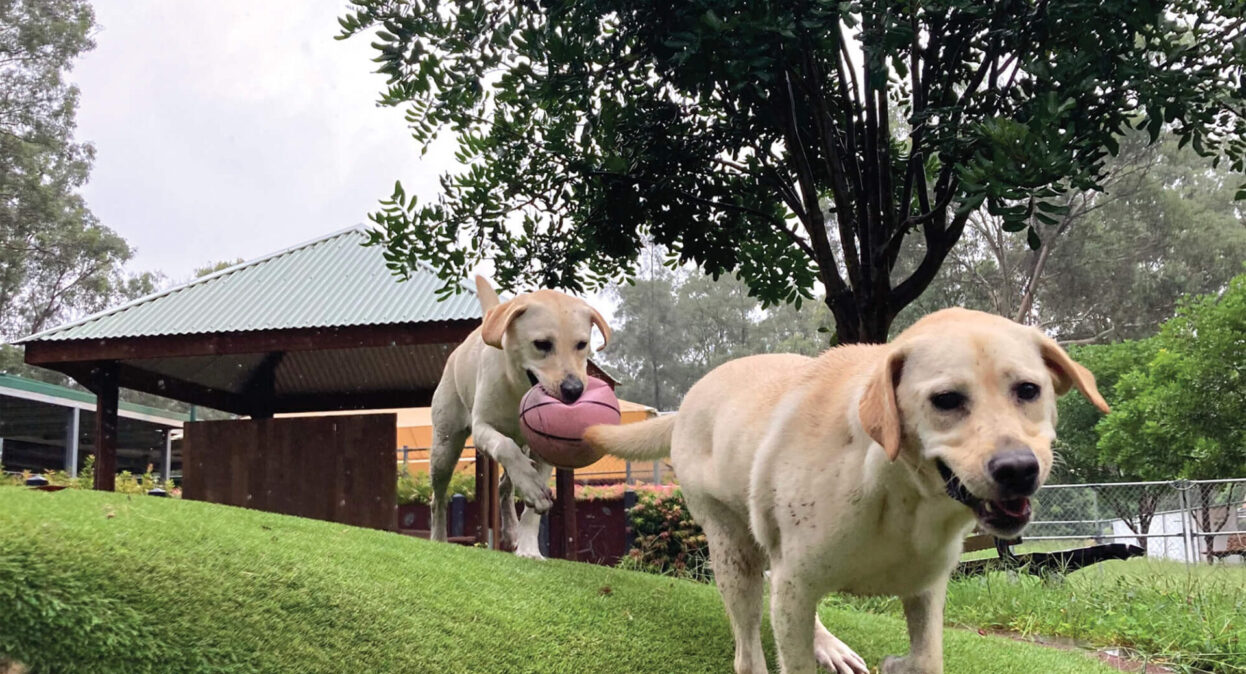 Two yellow Labradors running outdoors at the Guide Dog Centre in Glossodia