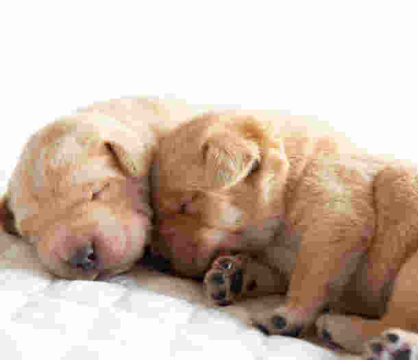 Two newborn yellow labrador puppies snuggled together