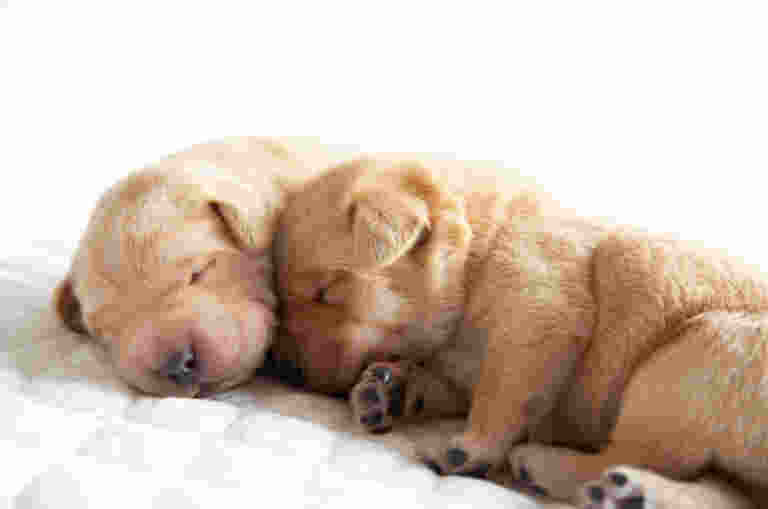 Two newborn yellow labrador puppies snuggled together