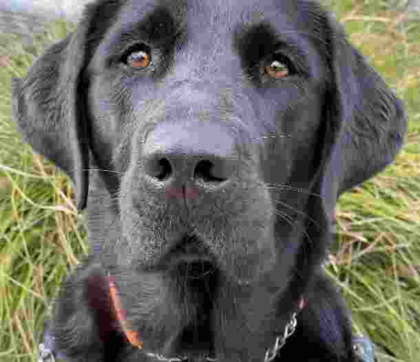 Dottie, a black labrador Guide Dog wearing a harness