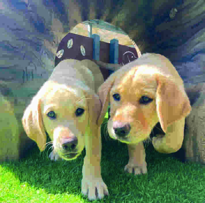 Two yellow labrador puppies walking through a tunnel