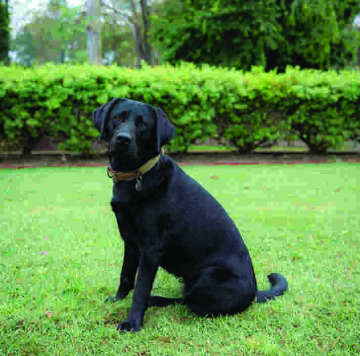 Venus, a black Labrador, sitting outside on the grass