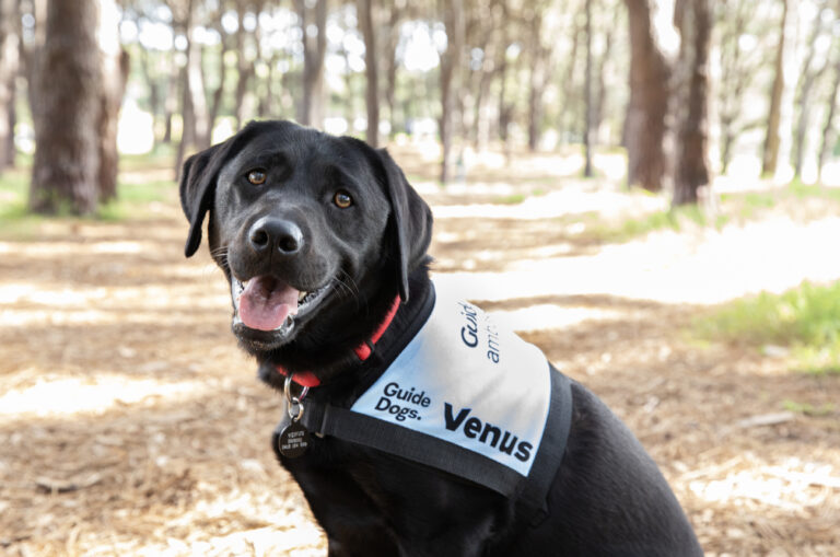 Venus a black labrador sitting outside wearing a blue jacket