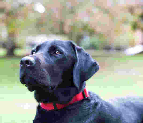A side profile shot of a black guide dog sitting in a garden sitting wearing a red collar.