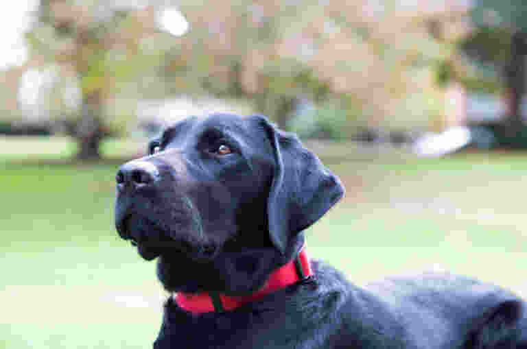 A side profile shot of a black guide dog sitting in a garden sitting wearing a red collar.