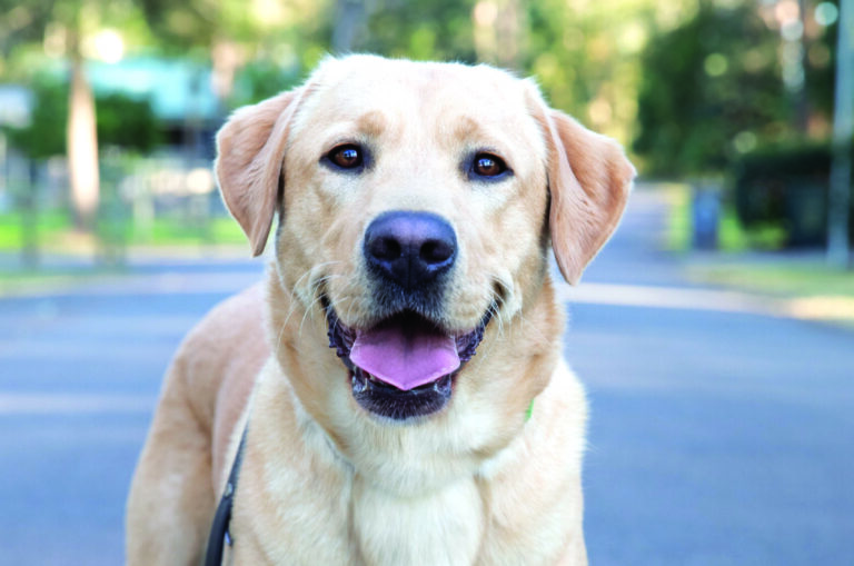 Guide Dog Tales Winter 2023