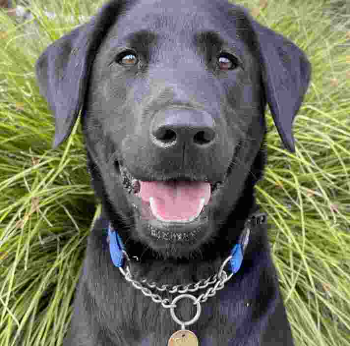 Black Labrador Nessie sitting in front of greenery
