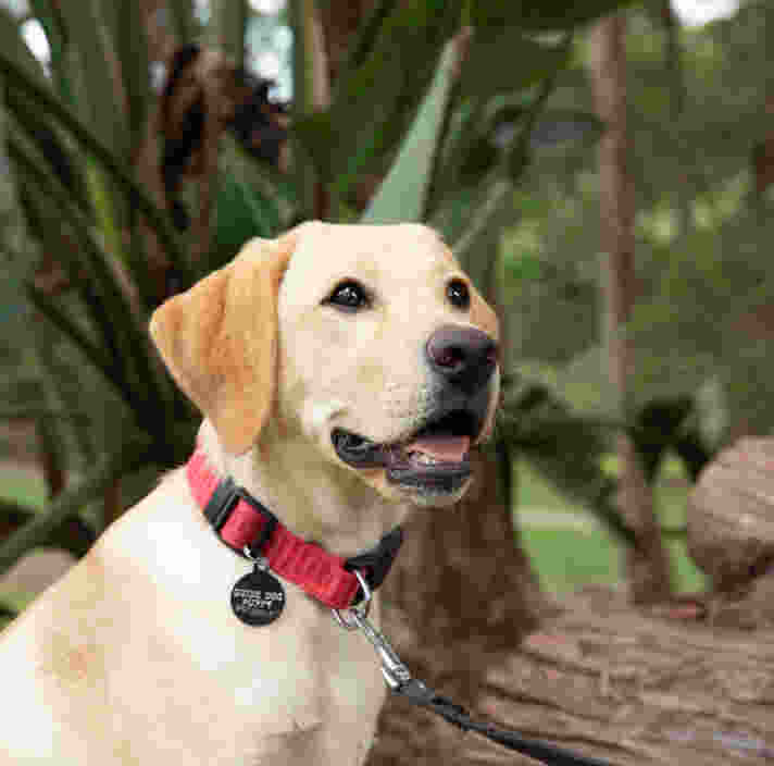 A yellow lab outside wearing a lead