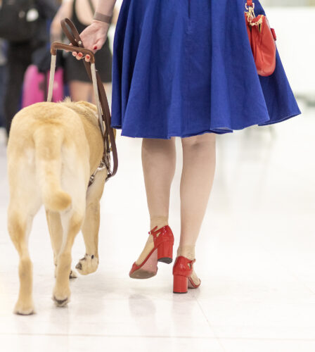 Sydney Airport appeal to raise and train 5 Guide Dog puppies: Aero, Pax, Kingsford, Syd and Amelia