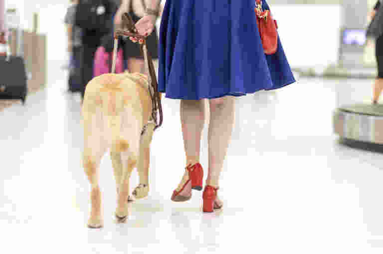 A person and their yellow Guide Dog waking at the airport