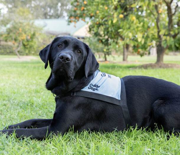 Ambassador Dog - Fella - Guide Dogs NSW/ACT