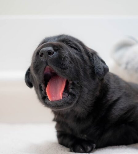 Meet our first litter of puppies for 2024!