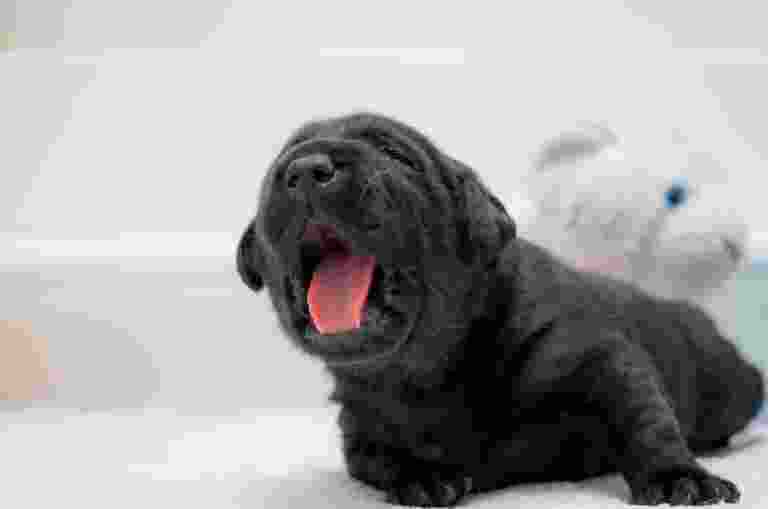 A young black labrador pup yawning