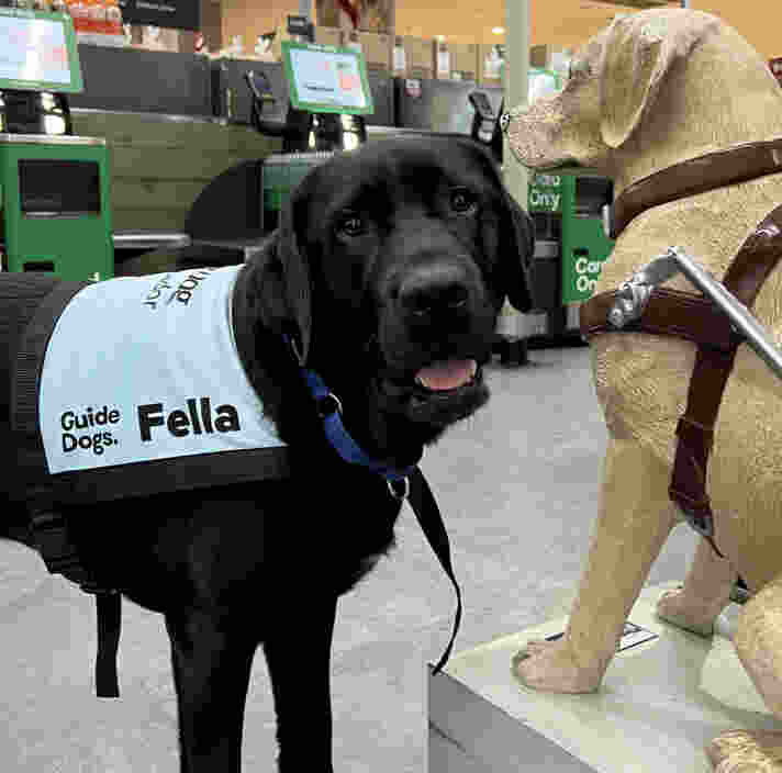 Fella a black Labrador wearing his blue jacket next to a donation dog in a store