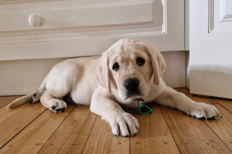 Guide Dog Tales Autumn 2024