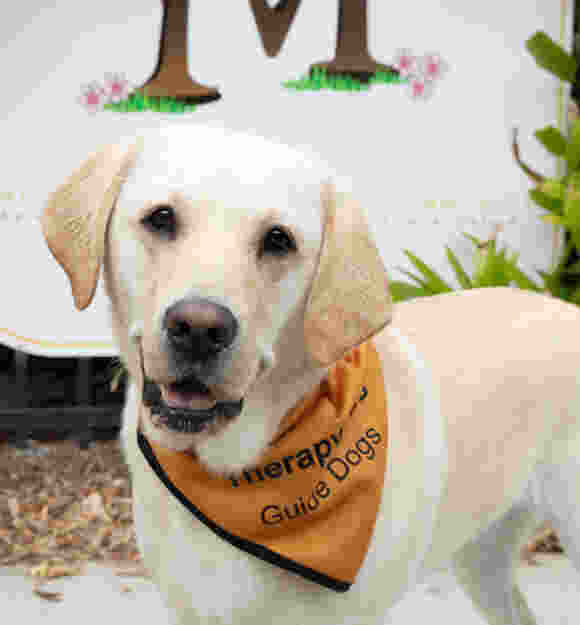 Gidget, a yellow Labrador, wearing an orange bandana