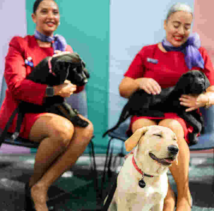 Two flight attendants holding black Labrador puppies