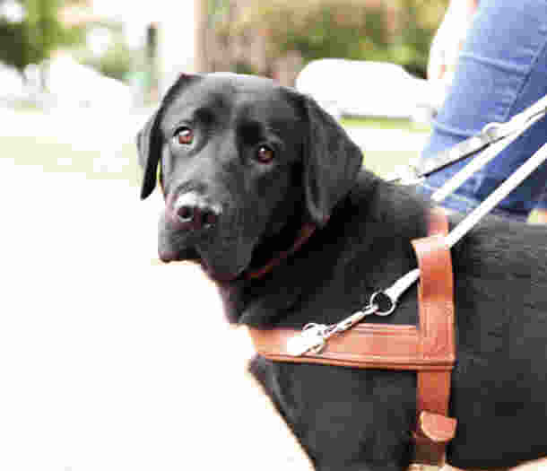 A black Guide Dog in harness staring at the camera.