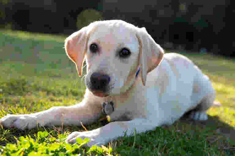 A yellow Labrador puppy sitting in grass.