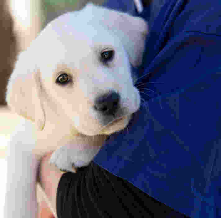 A yellow Labrador puppy is being held in the arms of a person. The puppy is looking at the camera.