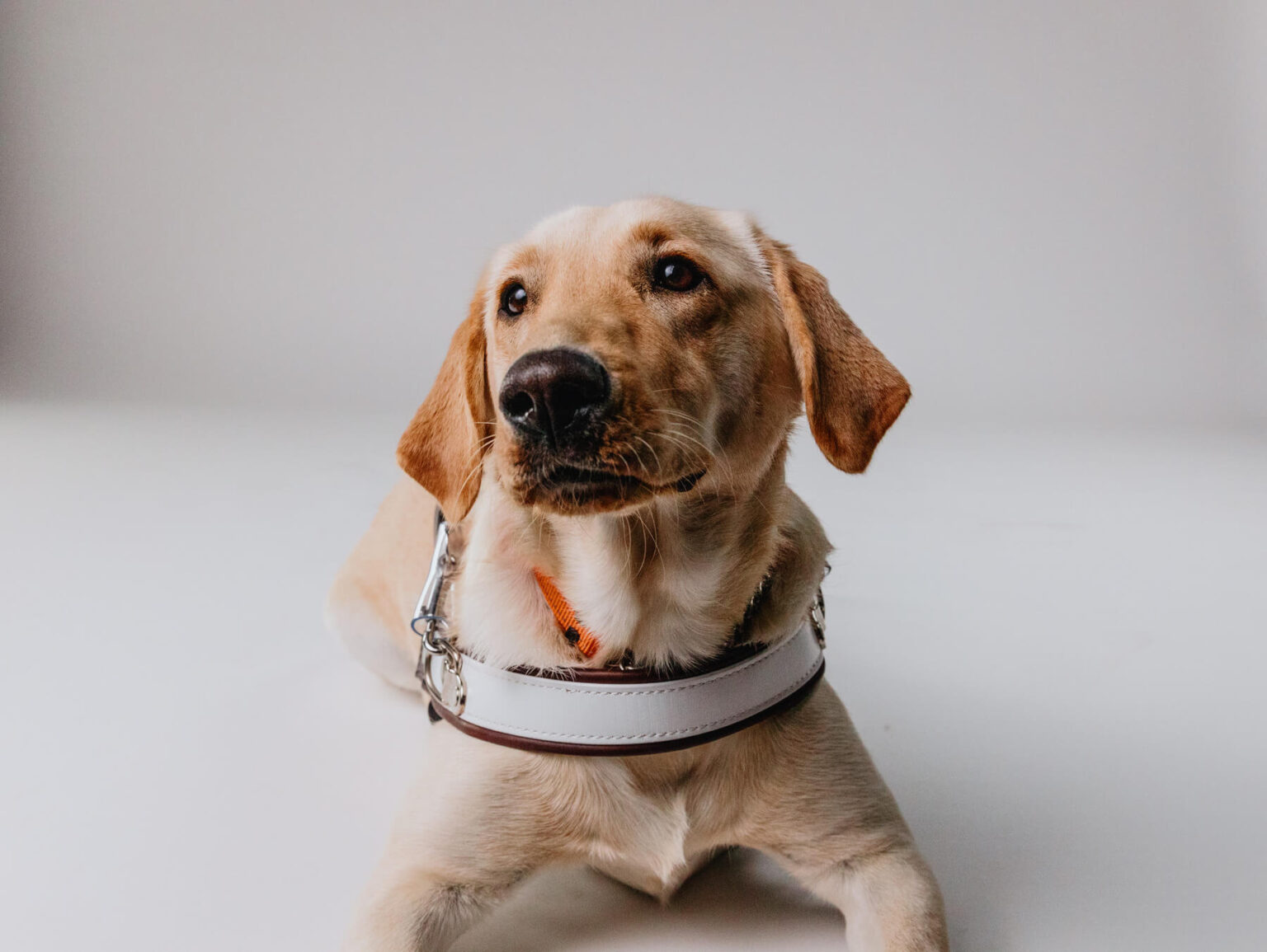 Icon of a dog sitting with a paw up. A heart icon shows in a thought bubble from the dog.