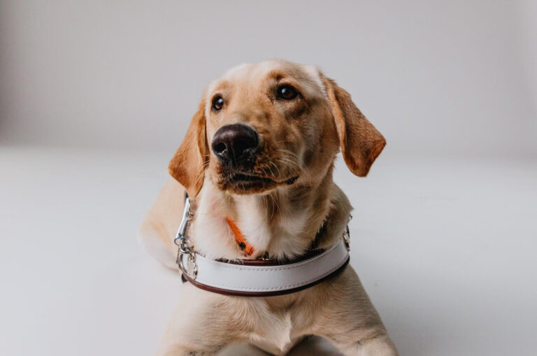 Guide Dog Tales Winter 2024