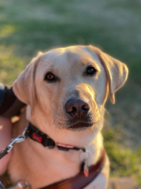 A yellow Labrador looks at the camera.