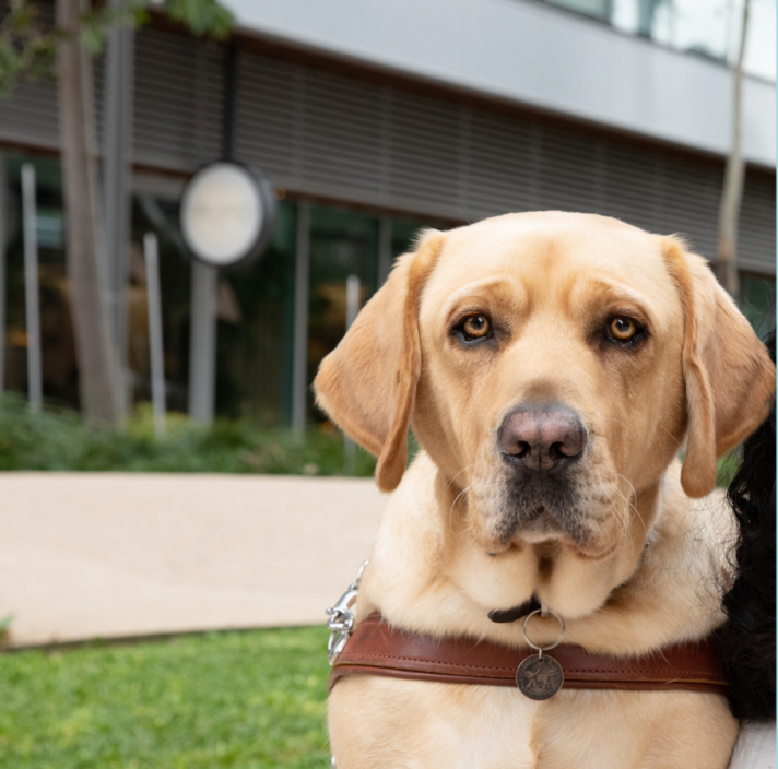 A close up of a yellow Guide Dog in harness.