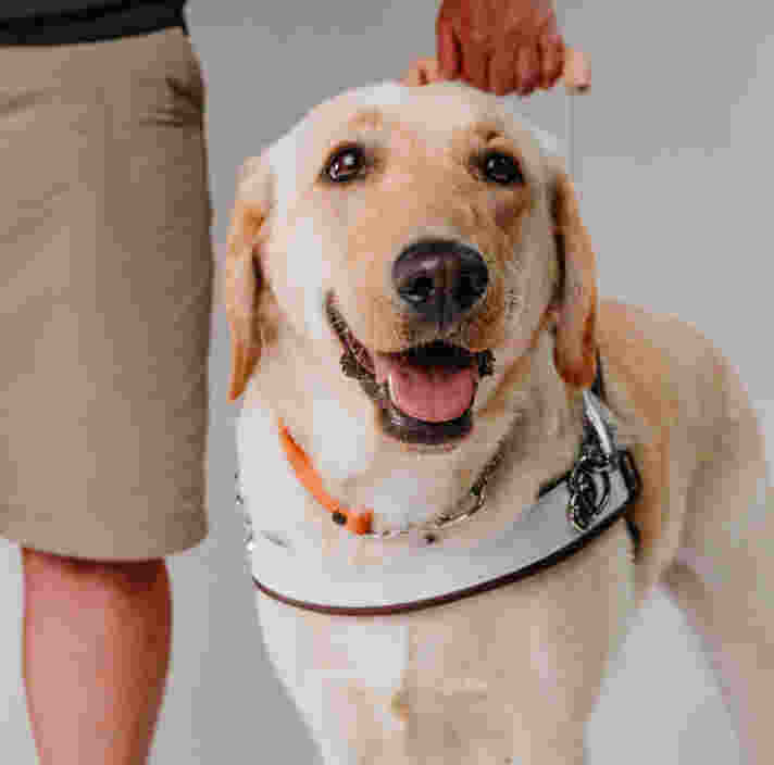 Yellow Labrador Lucy in Guide Dog harness standing up.
