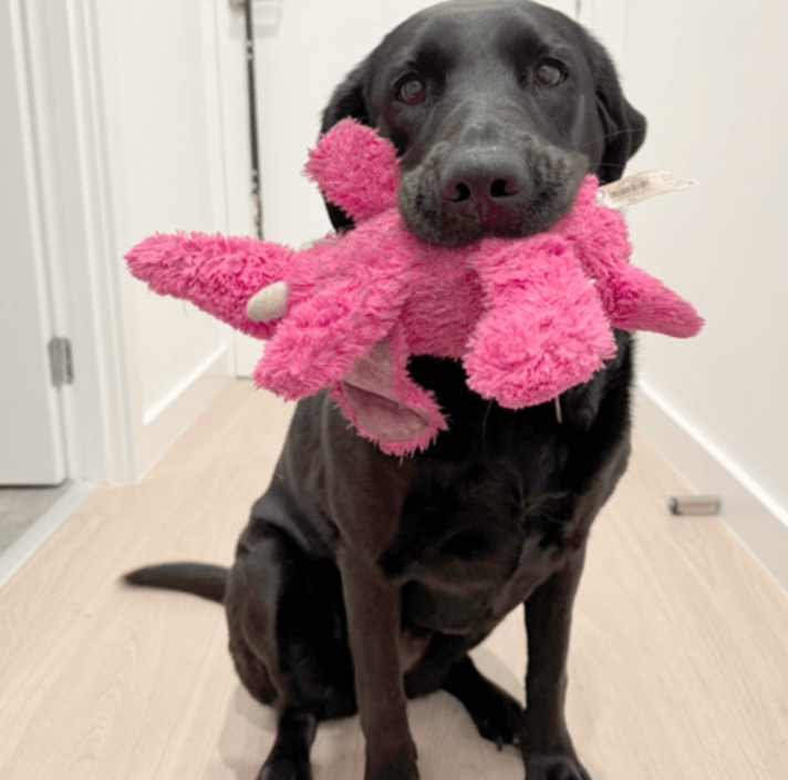 Black Labrador Dottie with a pink elephant toy in her mouth.