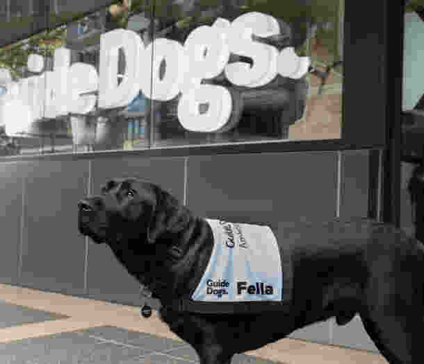 Fella, a black labrador standing outside the Guide Dog office