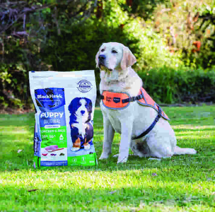 Yellow Labrador sitting next to a bag of BlackHawk food,