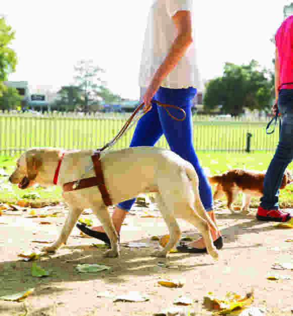 Yellow Guide Dog in harness walking with a Handler.