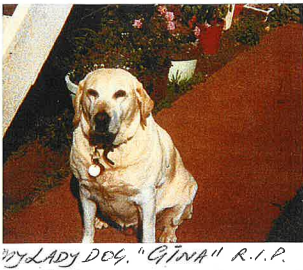 Yellow Guide Dog Gina