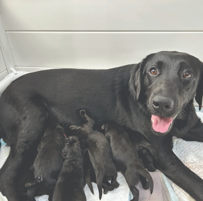 Black Labrador Gene with her litter.