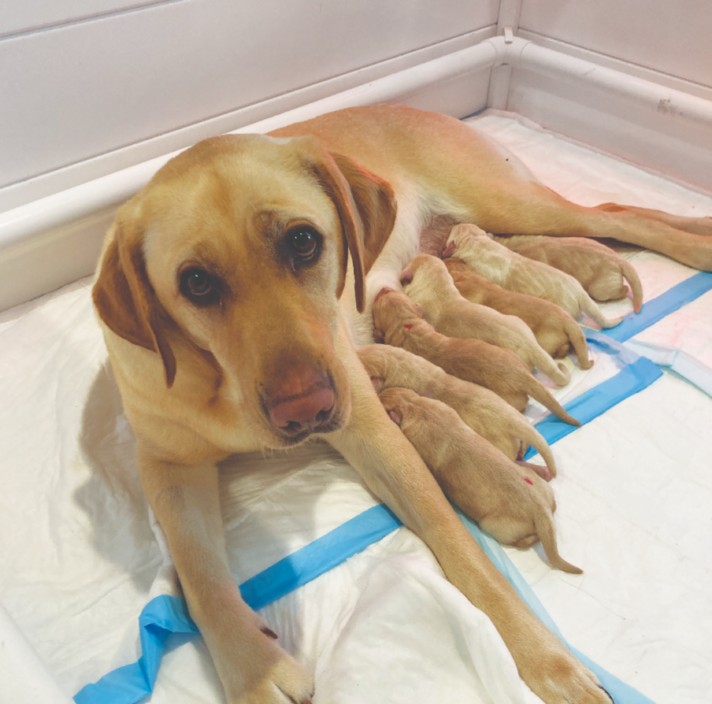 Yellow Labrador Eliza with her pups.