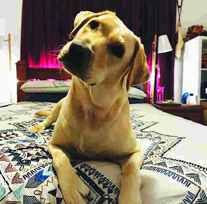 Yellow Guide Dog Solo looks at the camera with his head tilted.