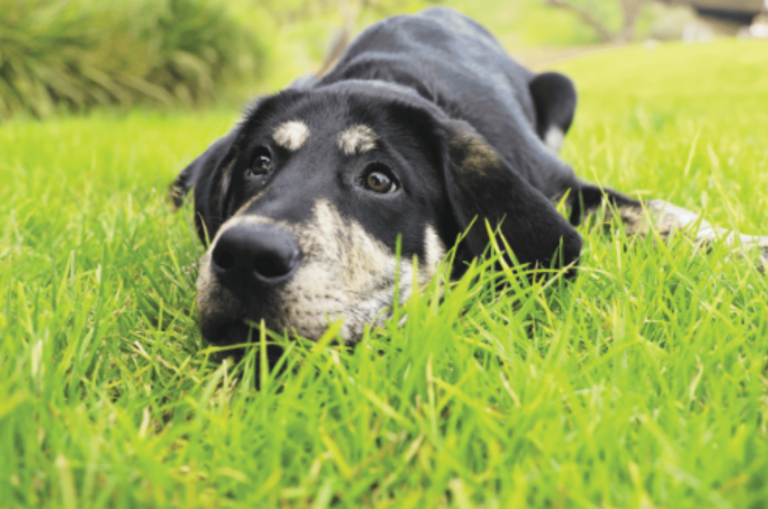 Guide Dog Tales Spring 2024