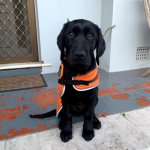 Black Labrador Puppy Perry in an orange training vest.