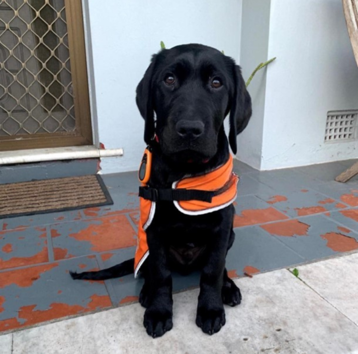 Black Labrador Puppy Perry in an orange training vest.